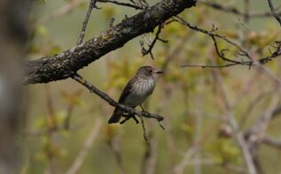 Grauschnäpper Ornithologische Reise Georgien