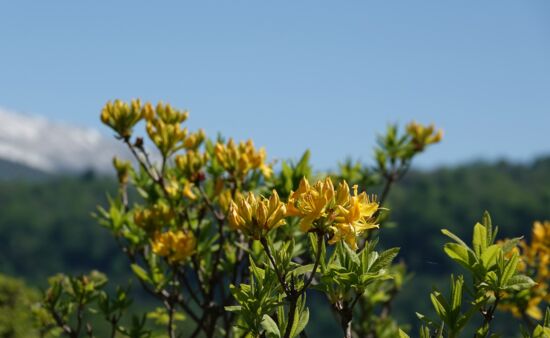 Flora in Samegrelo