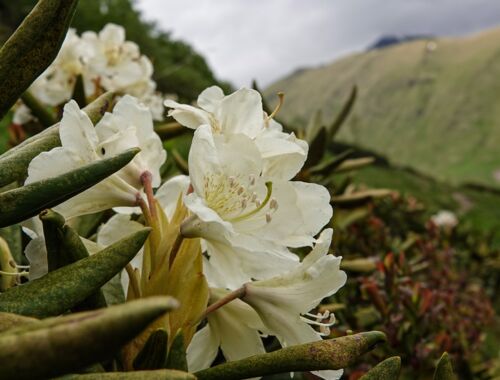 Kaukasus Flora