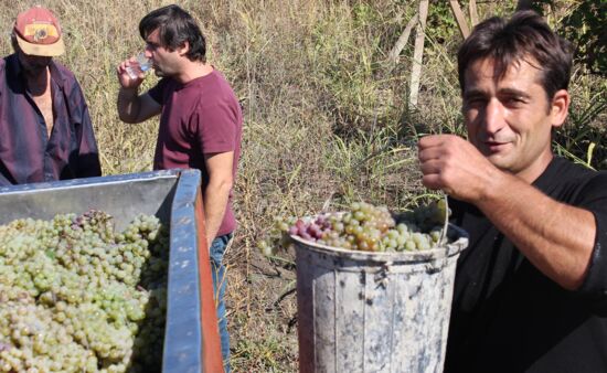 Weinreisen Georgien - Weinernte Georgien, Kachetien