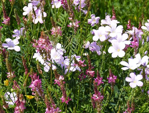 Linum hypericifolium Georgien