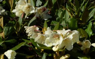 Rhododendron caucasicum Georgien