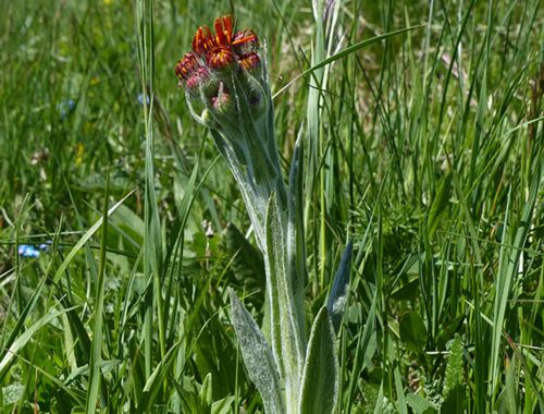 Tephroseris caucasigena Georgien