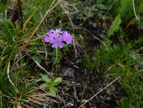 Primel, Primula algida, Georgien