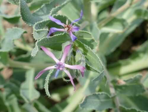 Caccinia macranthera var. glauca Georgien