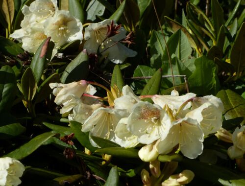 Rhododendron caucasicum Georgien