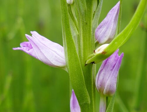 Dactylorhiza iberica Georgien