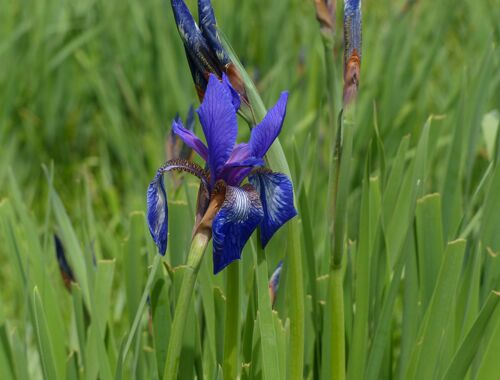 Iris sibirica Georgien