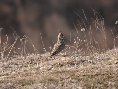 Haubenlerche Ornithologische Reise Georgien