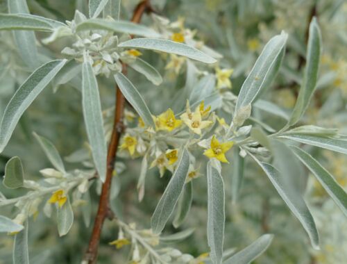 Eleagnus angustifolia Georgien