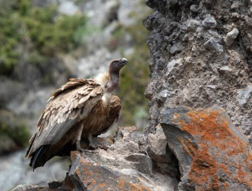 NABU Vogelkundereise Georgien