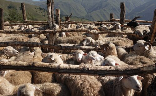 Schafe auf einer Käsefarm in Westomta, Tuschetien