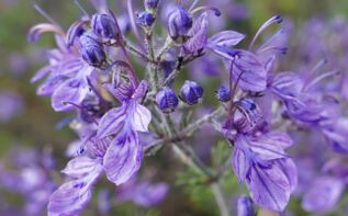 Teucrium orientalis Georgien