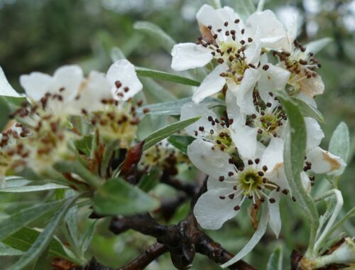 Pyrus salicifolia Georgien