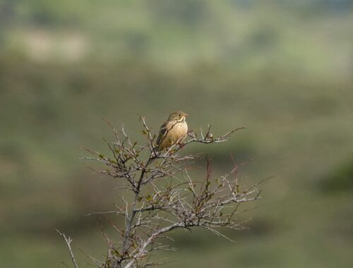 Ortolan Ortnithologische Reise Georgien