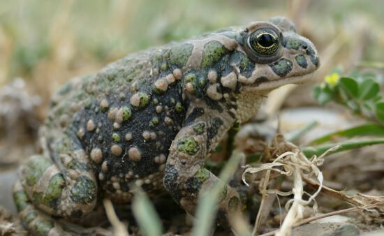 Bufotes viridis Wechselkröte Georgien