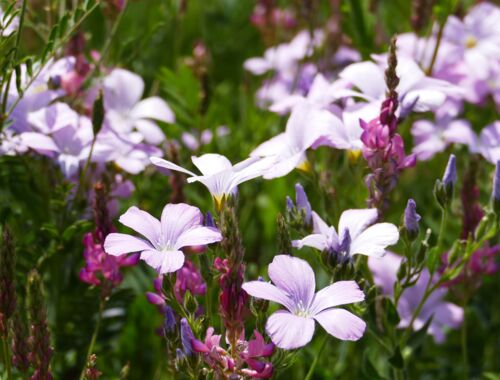 Linum hypericifolium Georgien