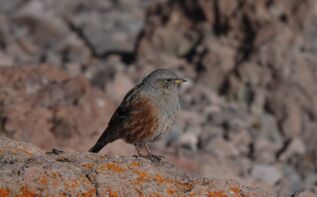 Alpenbraunelle Georgien Vögel