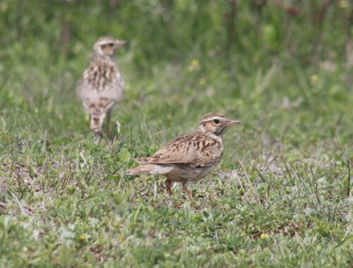 Ornithologische Reise Georgien, Heidelerchen