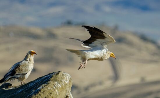 Georgien Reise Ornithologische Reise Georgien 12 Tage | Berggimpel & Schmutzgeier ornithologische-reise-georgien-JMF11094-jm-s-best.jpg