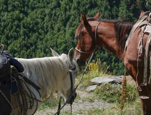 Pferdetrekking Tuschetien