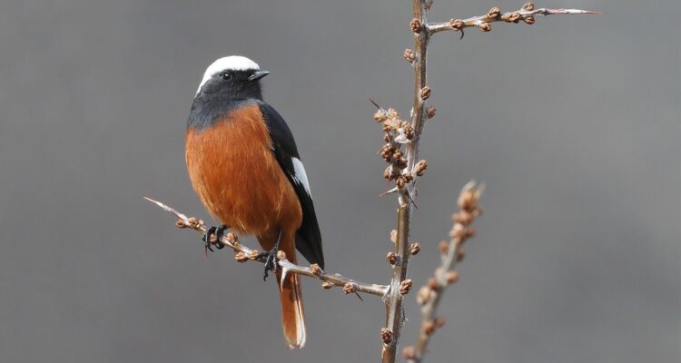 Vogelbeobachtung Georgien