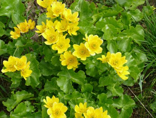 Caltha polypetala, Sumpfdotterblume Georgien