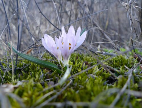 Colchicum trigynum