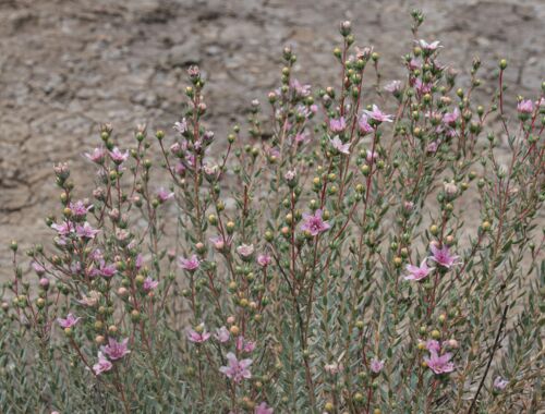 Tschatschuna Flora