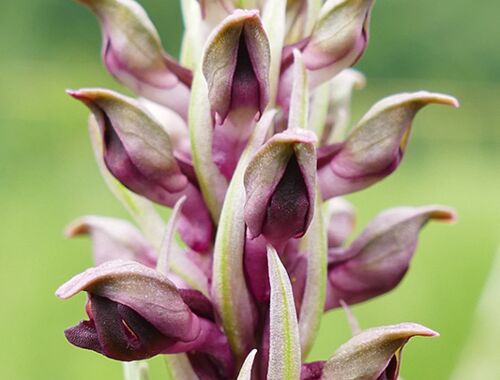 Anacamptis coriophora Georgien