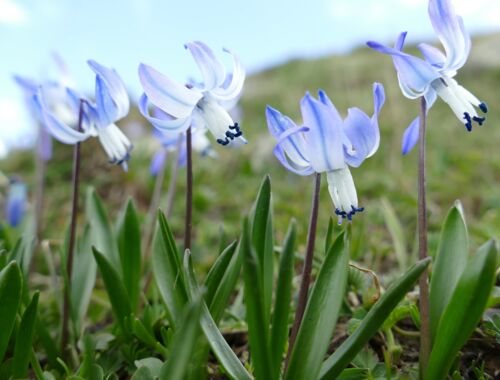 Scilla rosenii Georgien