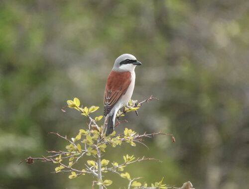 Neuntöter Ornithologische Reise Georgien