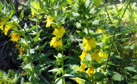 Steifer Wanzenschnabel, Rhinchocorys stricta