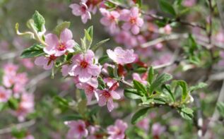 Prunus incana Georgien