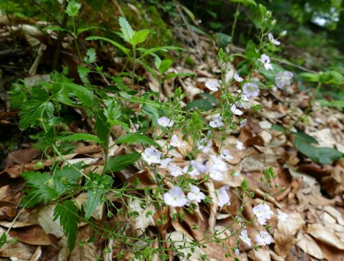 Veronica peduncularis Georgien