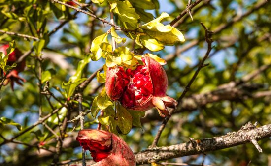 Kurzreise Georgien Granatapfel