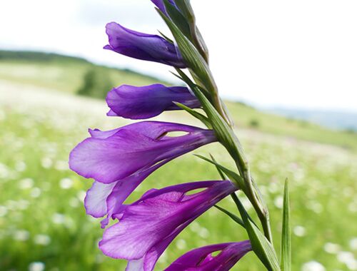 Gladiolus caucasicus Georgien