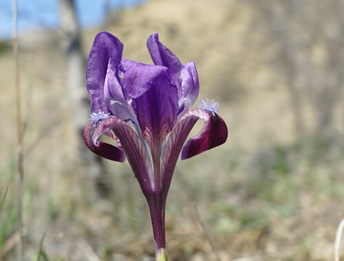 Iris pumila Georgien