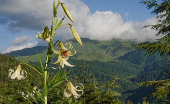 Kaukasus Lilie kesselringianum, Flora Adscharien